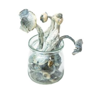 APEX Magic Mushrooms for sale