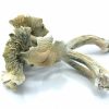 Alacabenzi Magic Mushrooms