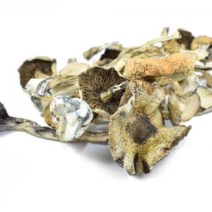 Albino A+ Magic Mushrooms