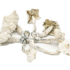 buy Albino Cambodians Magic Mushrooms