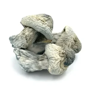 Albino Penis Envy Magic Mushrooms for sale