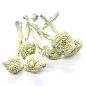 buy Albino Treasure Coast Magic Mushrooms