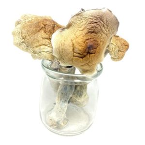 Order Arenal Volcano Magic Mushrooms