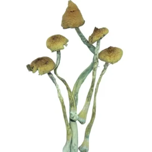 Blue Magnolia for sale