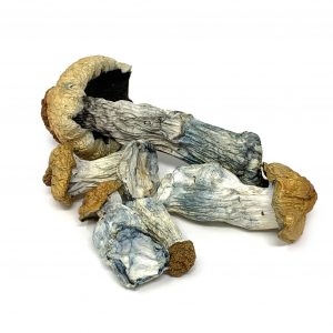 Buy Louisiana albino mushroom