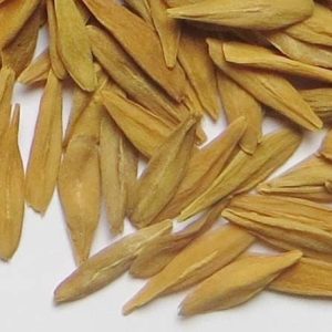 Buy Strophantus Gratus Seeds 